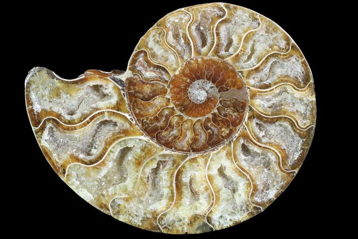 Agatized Ammonite Fossil (Half) - Crystal Chambers #88240